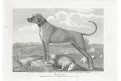 Pes Lion, Wheble, mědiryt, 1797