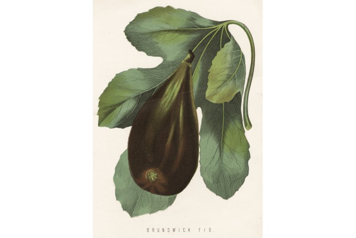 Fík fíkovník, chromolitografie, 1872