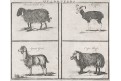 Ovce koza a muflon, mědiryt, (1780)