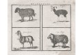 Ovce koza a muflon, mědiryt, (1780)