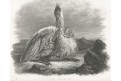 Volavka, mědiryt, (1810)