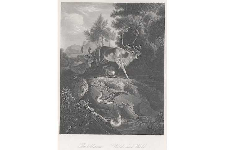 Jeleni, Payne, oceloryt, 1860