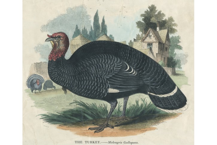 Krocan, kolor. dřevoryt, (1840)