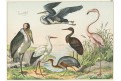 Vodní ptáci , kolor. litografie, (1870)