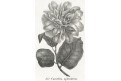 Camellia, Neue.., litografie , 1837