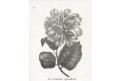 Camellia, Neue.., litografie , 1837