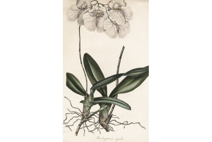 Orchidej Rodriguezia rigida,  litografie, 1845