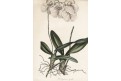 Orchidej Rodriguezia rigida,  litografie, 1845