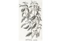 Fuchsie, Neue.., litografie , 1837