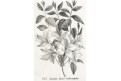 Azalka Rhododendron, Neue.., litografie , 1837