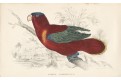 Lori červenolící, kolor. dřevoryt, Lear, 1842