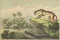 Leopard, kolor. litografie, (1870)