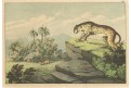 Leopard, kolor. litografie, (1870)