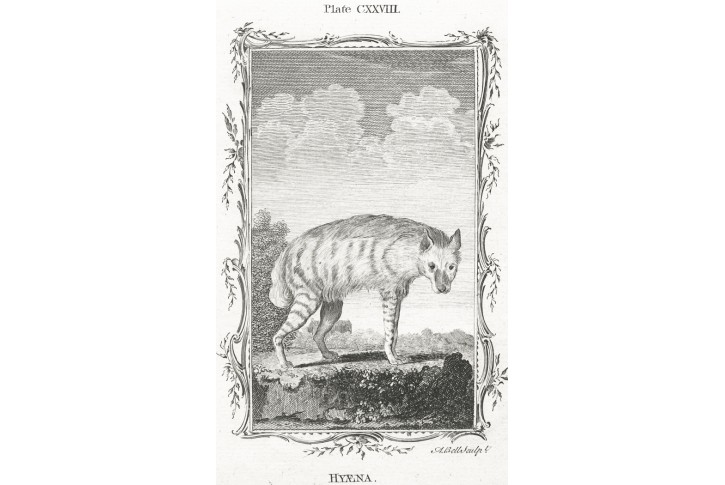Hyena, mědiryt, (1785)