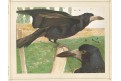 Havran, Thurwanger,  chromolitografie, 1878