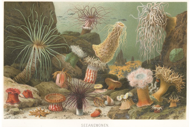 mořské sasanky, chromolitografie, (1900)