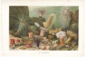 mořské sasanky, chromolitografie, (1900)
