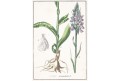 Vstavač Orchis maculata, Winkler, . mědiryt, 1834