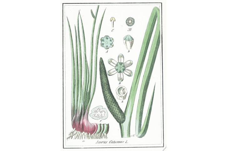 Puškvorec obecný, Winkler, kolor. mědiryt, 1834