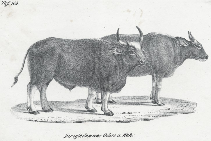 Kráva a vůl,  litografie, (1840)