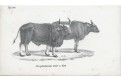 Kráva a vůl,  litografie, (1840)