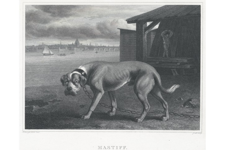 Mastif pes, oceloryt, (1840)