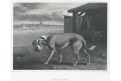 Mastif pes, oceloryt, (1840)