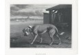 Mastif pes, oceloryt, (1840)