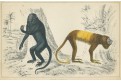 Opice, kolor. dřevoryt, 1847