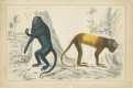 Opice, kolor. dřevoryt, 1847