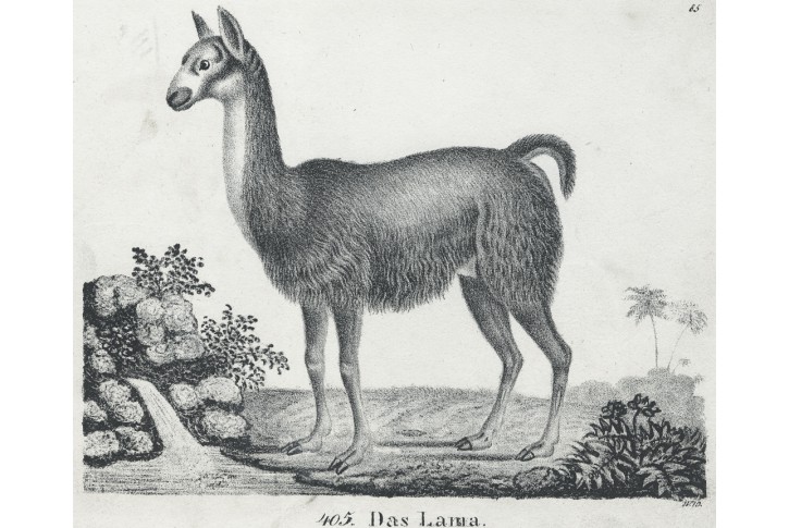 Lama ,  Neue.., litografie , 1837