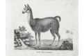 Lama ,  Neue.., litografie , 1837