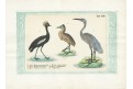 Brodiví ptáci, kolor litografie, (1840