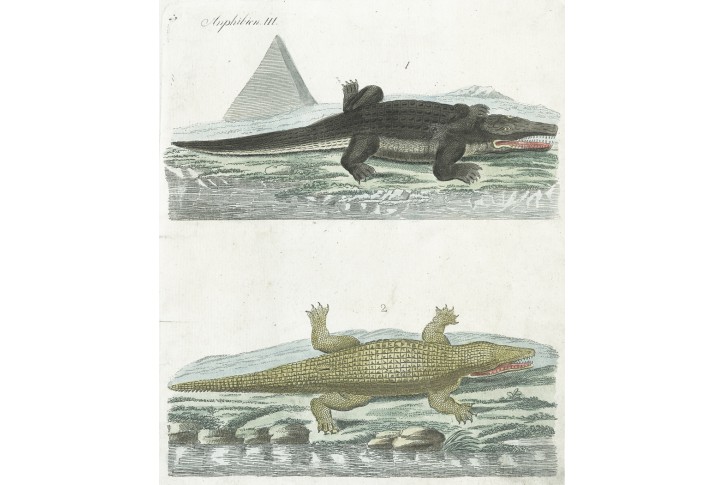 Krokodýli,  Bertuch,mědiryt , (1800)