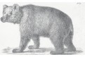 Medvěd grizzly, litografie , (1840)