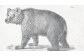 Medvěd grizzly, litografie , (1840)