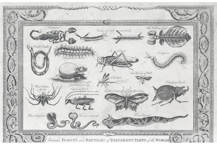 Plazi hmyz, mědiryt, 1785