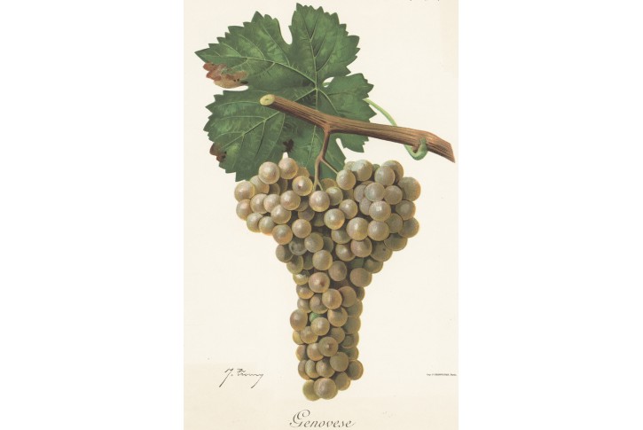 Vinný hrozen Genovese, chromolitografie, 1904