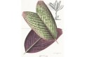 Pinanga veitchi, Houtte, chromolito., 1845-83