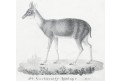 Antilopa čtyřrohá, Neue.., litografie , 1837