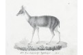 Antilopa čtyřrohá, Neue.., litografie , 1837