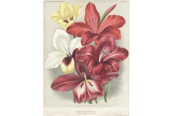 Gladiolus Hybridus, Pannemaeker, chromolito, 1887