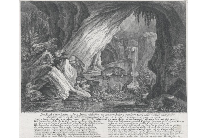 Vydra, Ridinger J.E., mědiryt, (1750)