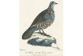 Orebice berberská, kolor. litografie, (1860)