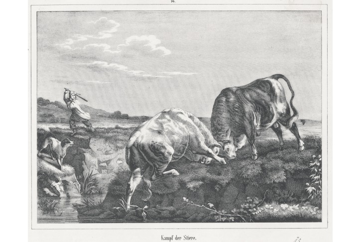 Souboj býků. litografie, (1860)