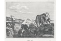 Souboj býků. litografie, (1860)