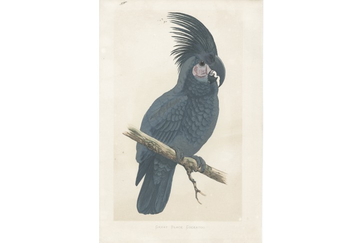Kakadu, litografie, 1884
