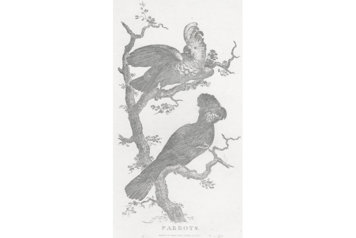 Papoušci, mědiryt, (1810)