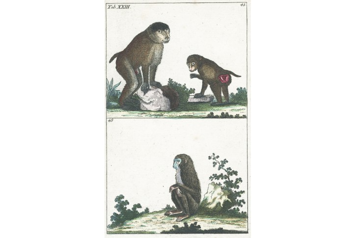 Paviáni opice, kolor. mědiryt , 1808