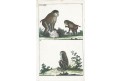 Paviáni opice, kolor. mědiryt , (1800)